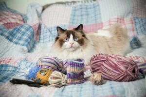 Colored threads, knitting needles and other items for hand knitting and a cute domestic cat Ragdoll photo