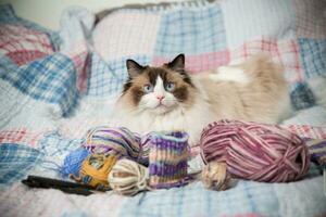 Colored threads, knitting needles and other items for hand knitting and a cute domestic cat Ragdoll photo