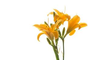 bouquet of beautiful yellow lilies, on white background. photo