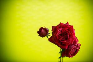 Flowers of beautiful blooming red rose on green background. photo