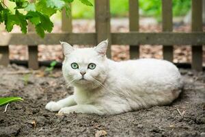 Adult cat breed Scottish chinchilla of light gray color, walks outdoors photo