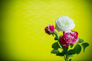 Flower bouquet of white, red roses on green background. photo