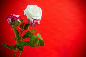 Flowers of a beautiful blooming red and white rose on a red background. photo