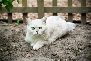 Adult cat breed Scottish chinchilla of light gray color, walks outdoors photo