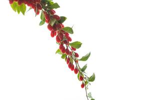 Branch with ripe red goji berry on white background photo