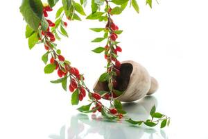 Branch with ripe red goji berry on white background photo