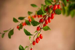 Branch with ripe red goji berry on brown background photo