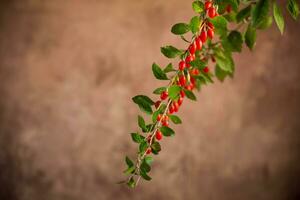 Branch with ripe red goji berry on brown background photo