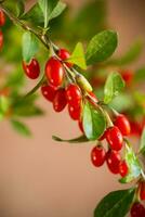 Branch with ripe red goji berry on brown background photo