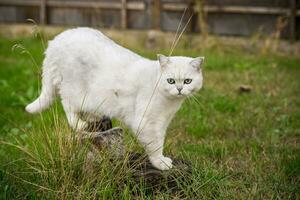 Adult cat breed Scottish chinchilla of light gray color, walks outdoors photo