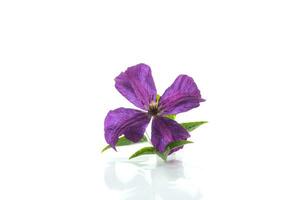 Purple beautiful single Clematis flower on a white background. photo