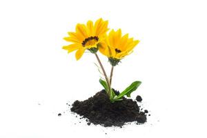 yellow blooming flower grows in the ground, on white background. photo