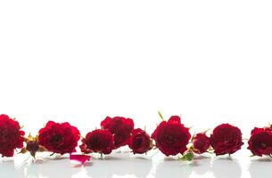 ramo de flores de rojo pequeño rosas, en blanco antecedentes. foto