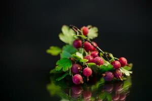 branch of ripe gooseberries on black background photo