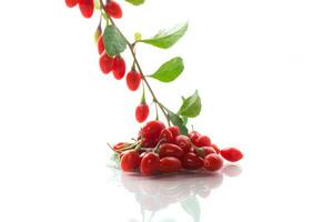 Branch with ripe red goji berry on white background photo