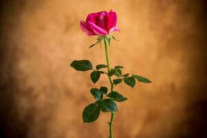 Flowers of beautiful blooming red rose on brown background photo