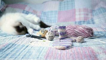 Colored threads, knitting needles and other items for hand knitting and a cute domestic cat Ragdoll on the bed. video