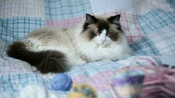 Colored threads, knitting needles and other items for hand knitting and a cute domestic cat Ragdoll on the bed. video