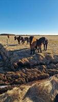 Group of icelandic horses on fields, beautiful animals living in iceland. Islenski hesturinn breed on roadside farmlands in beautiful northern region landscapes, panoramic view. photo