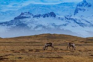 Wonderful mooses on pastures in Iceland, rural paradise with backdrop of icy mountains. Northern animals seen across scandinavian landscapes, arctic fauna and icelandic wildlife. photo