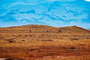 ártico alce grupo caminar alrededor campos cerca congelado montañas, formando espectacular islandés fauna silvestre en nórdico tierras altas regiones. increíble alces vivo en natural ambiente, marrón pastos. foto