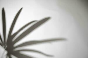 motion of shadow palm leaf in the wind blowing overlay on white wall blur background, concepts summer photo