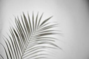 motion of shadow palm leaf in the wind blowing overlay on white wall blur background, concepts summer photo