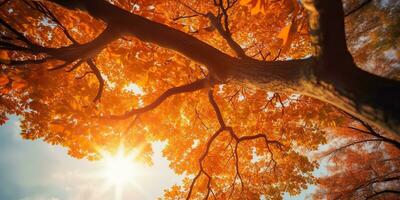 AI Generated. AI Generative. Autumn fall forest tree bottom view to the sky. Graphic Art photo