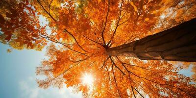 ai generado. ai generativo. otoño otoño bosque árbol fondo ver a el cielo. gráfico Arte foto