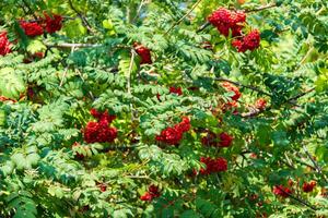 A lot of branches of ripe red rowanberries in the sunbeam in autumn. Bunches of fresh berries photo