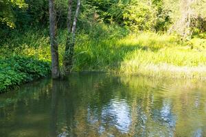 Natural view on a rural pond and a green forest. Small lake with swimming ducks photo