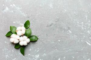 Autumn Floral Flat lay background composition. Dried white fluffy cotton flower branchwith green leaf top view on colored table with copy space photo