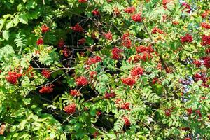 A lot of branches of ripe red rowanberries in the sunbeam in autumn. Bunches of fresh berries photo