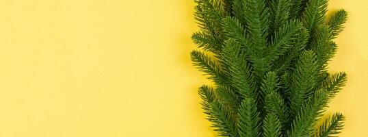 Top view of Banner green fir tree branches on colorful background. New year holiday concept with empty space for your design photo