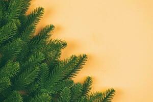 Top view of green fir tree branches on colorful background. New year holiday concept with empty space for your design photo