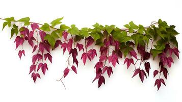 Virginia creeper hanging group plants isolated on white background ai generated photo