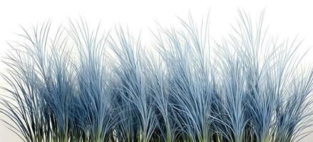 Blue fescue grass border isolated on white background ai generated photo