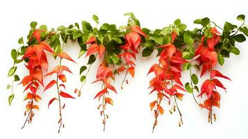 Bignonia flame vine hanging group plants isolated on white background ai generated photo