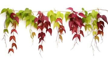 Virginia creeper hanging group plants isolated on white background ai generated photo