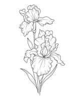 Iris flower Line Art. Iris outline Illustration. February Birth Month Flower. Iris outline isolated on white. Hand painted line art botanical illustration. vector