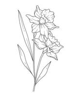 Daffodil Line Art. Daffodil outline Illustration. March Birth Month Flower. Daffodil outline isolated on white. Hand painted line art botanical illustration. vector