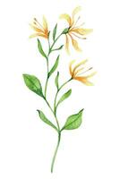 Honeysuckle Watercolor Illustration. Honeysuckle flower isolated on white. June Birth Month Flower. Honeysuckle Hand painted watercolor botanical illustration. vector