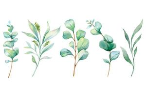Eucalyptus Watercolor Illustration. Eucalyptus Greenery Hand Painted isolated on white background.  Perfect for wedding invitations, floral labels, bridal shower and  floral greeting cards vector