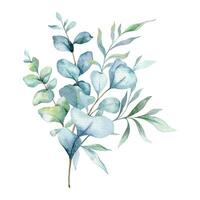 Eucalyptus Watercolor Illustration. Eucalyptus Greenery Hand Painted isolated on white background.  Perfect for wedding invitations, floral labels, bridal shower and  floral greeting cards vector