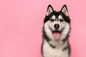 Portrait of a siberian husky looking at the camera with mouth open on a pink background photo