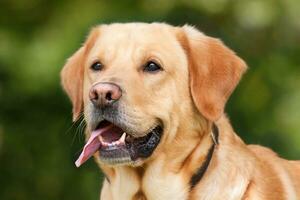 Labrador Dog Outdoors photo