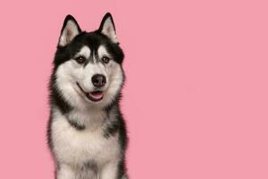 Portrait of a Siberian Husky photo