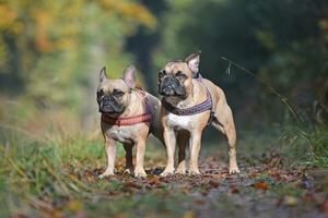 Pair of fawn French Bulldog dogs standing next to each other in autumn forest photo