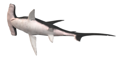 marteau requin isolé sur une transparent Contexte png