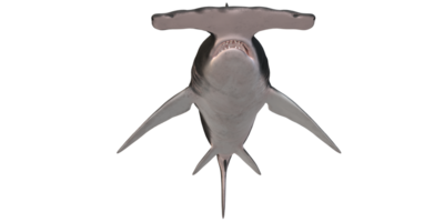 hammarhaj haj isolerat på en transparent bakgrund png